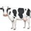 Cow on Facebook