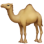 Dromedary Camel on Facebook