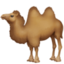 Bactrian Camel on Facebook