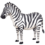 Zebra Face on Facebook