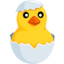 Hatching Chick on Messenger
