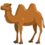 Bactrian Camel on Messenger